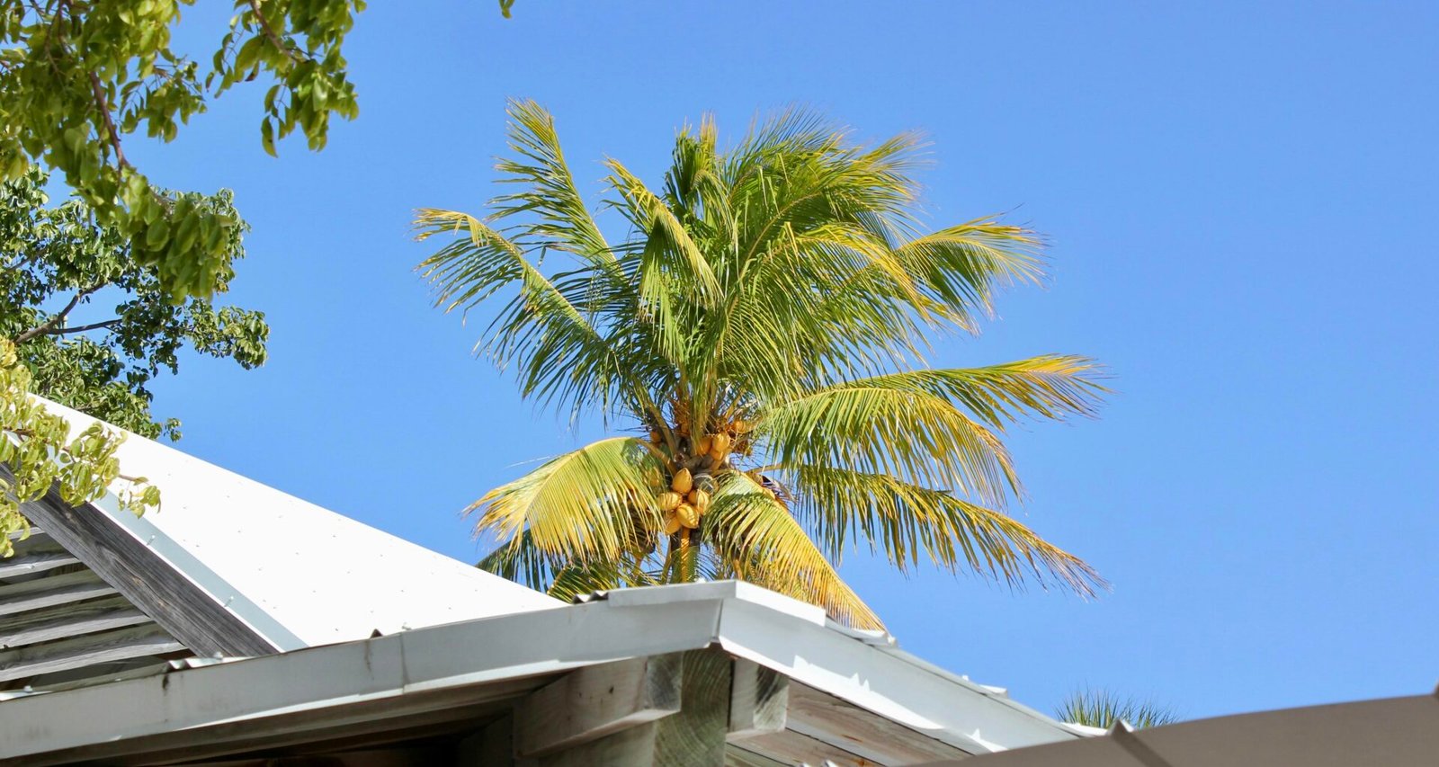 Eine Palme wächst auf dem Dach eines Hauses auf Mallorca, aufgenommen von Aarya.