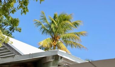 Eine Palme wächst auf dem Dach eines Hauses auf Mallorca, aufgenommen von Aarya.