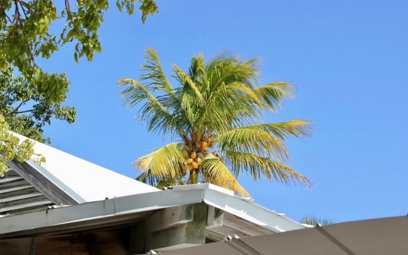Eine Palme wächst auf dem Dach eines Hauses auf Mallorca, aufgenommen von Aarya.