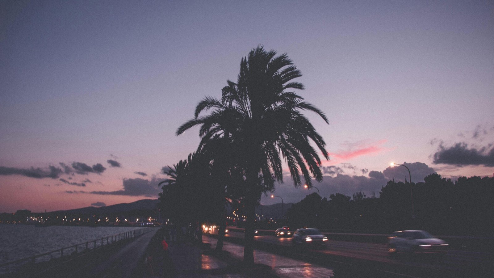 Eine einzelne Palme steht am Straßenrand auf Mallorca, aufgenommen von Benjamin Voros, mit Blick auf die Straße und die Natur.
