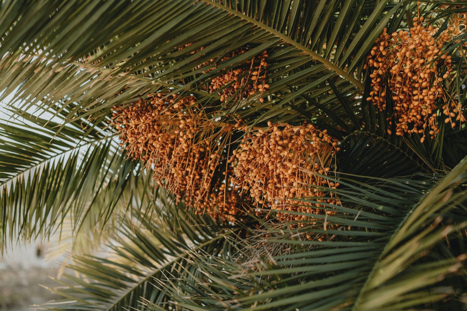 Palme auf Mallorca mit zahlreichen Früchten, aufgenommen von Anita Austvika