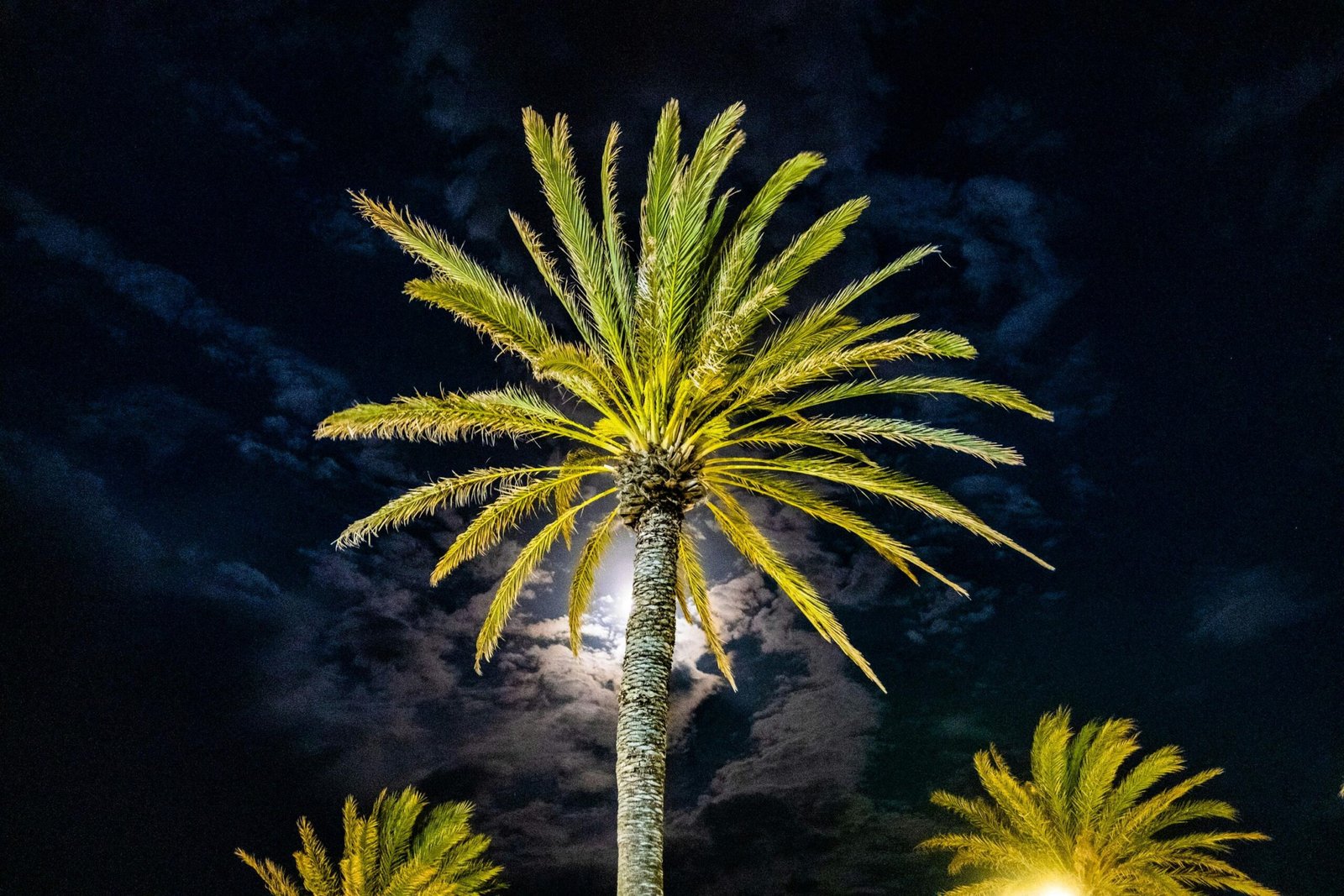 Eine beleuchtete Palme bei Nacht auf Mallorca, aufgenommen von Tom Jur, vor dunklem Himmel und sanft erleuchtet.