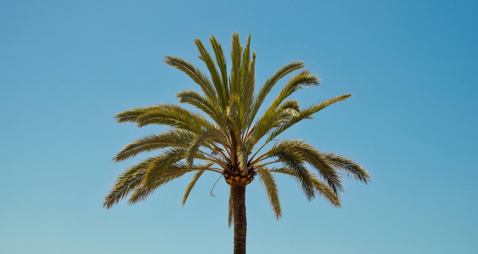 Palme vor blauem Himmel auf Mallorca, aufgenommen von Lucas Oriogun