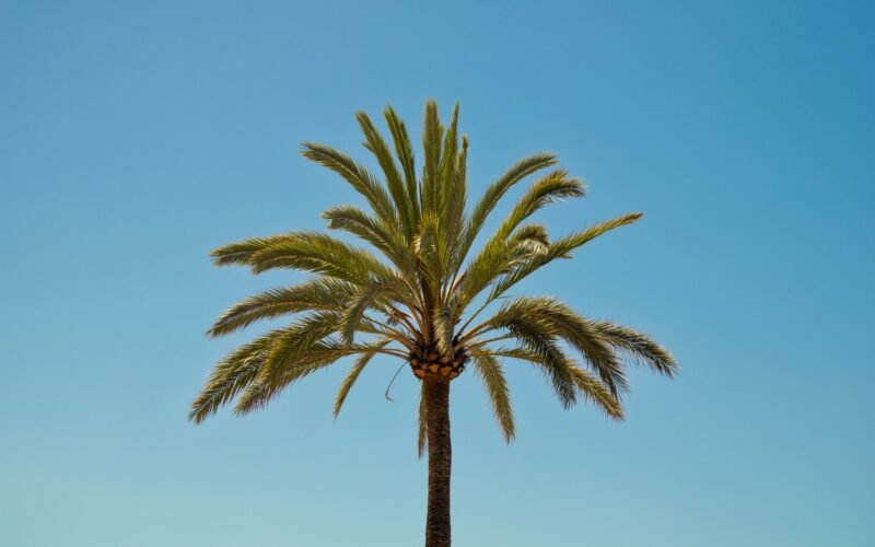 Palme vor blauem Himmel auf Mallorca, aufgenommen von Lucas Oriogun