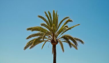Eine Palme steht vor einem blauen Himmel auf Mallorca, aufgenommen von Lucas Oriogun.