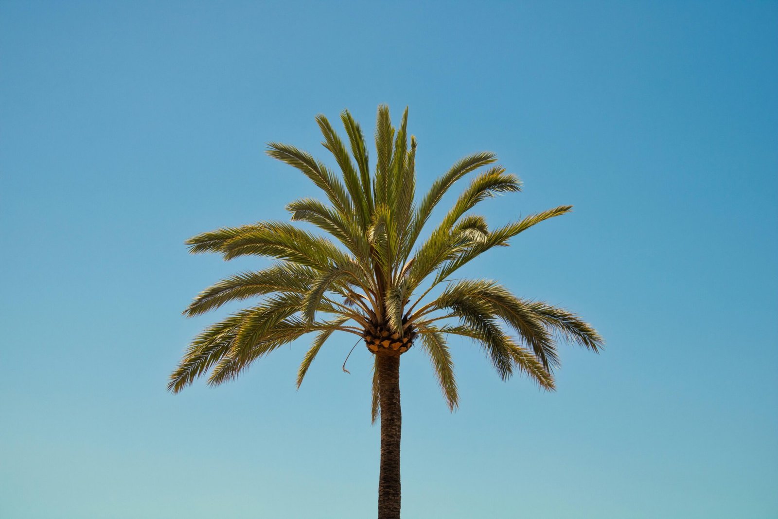 Palme vor einem blauen Himmel auf Mallorca, aufgenommen von Lucas Oriogun