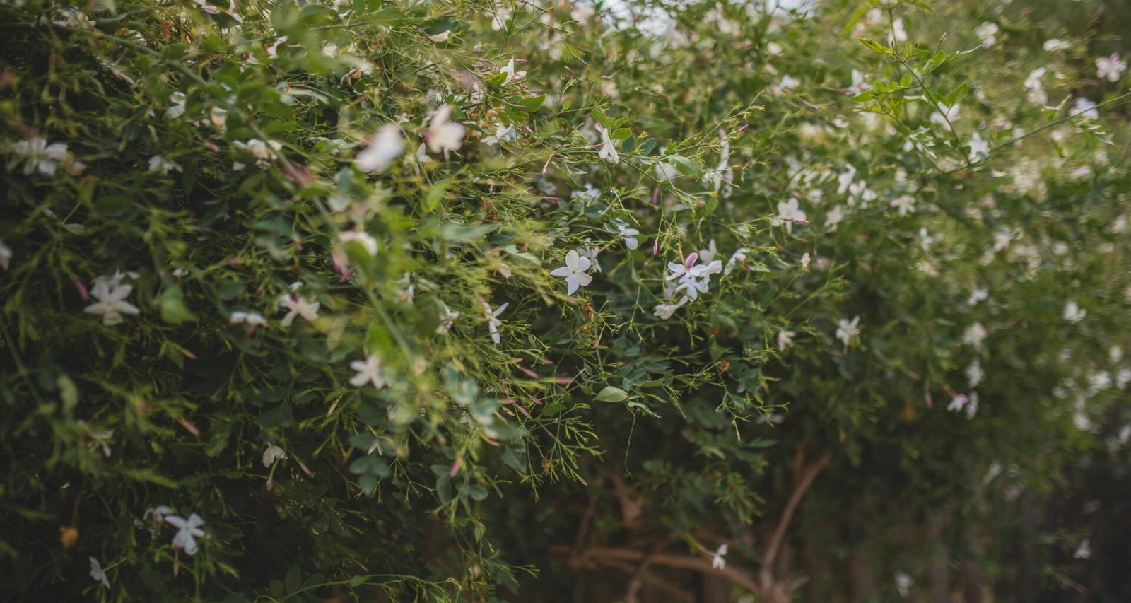 Reihe weiß blühender Bäume auf Mallorca mit zarten Blüten, aufgenommen von Monika Guzikowska.