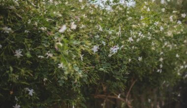 Reihe weiß blühender Bäume auf Mallorca mit zarten Blüten im Frühling, fotografiert von Monika Guzikowska