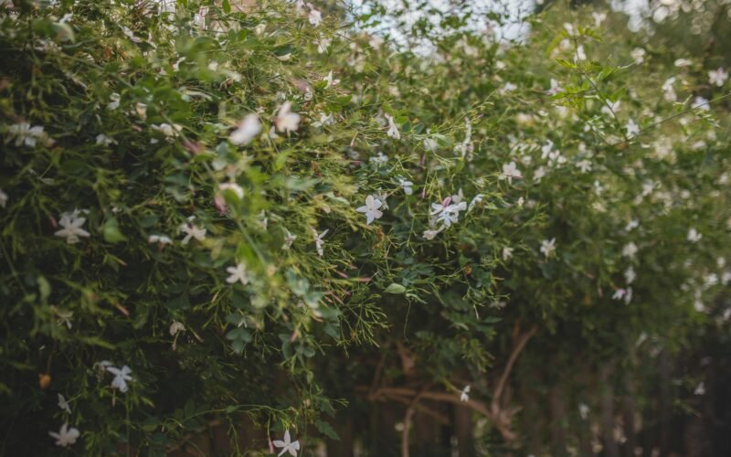Reihe weiß blühender Bäume auf Mallorca mit zarten Blüten im Frühling, fotografiert von Monika Guzikowska