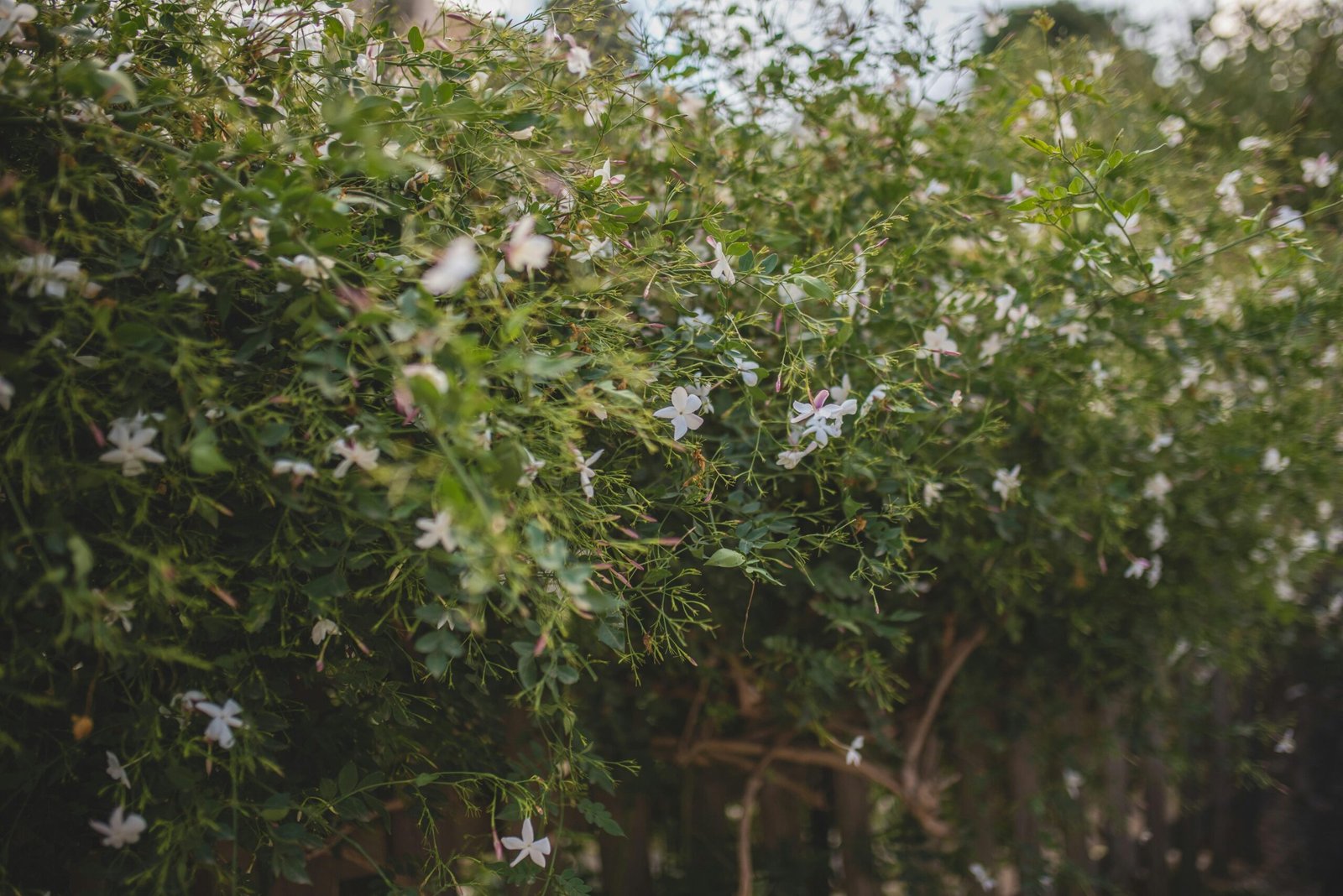 Reihe weiß blühender Bäume auf Mallorca mit zarten Blüten im Frühling, fotografiert von Monika Guzikowska