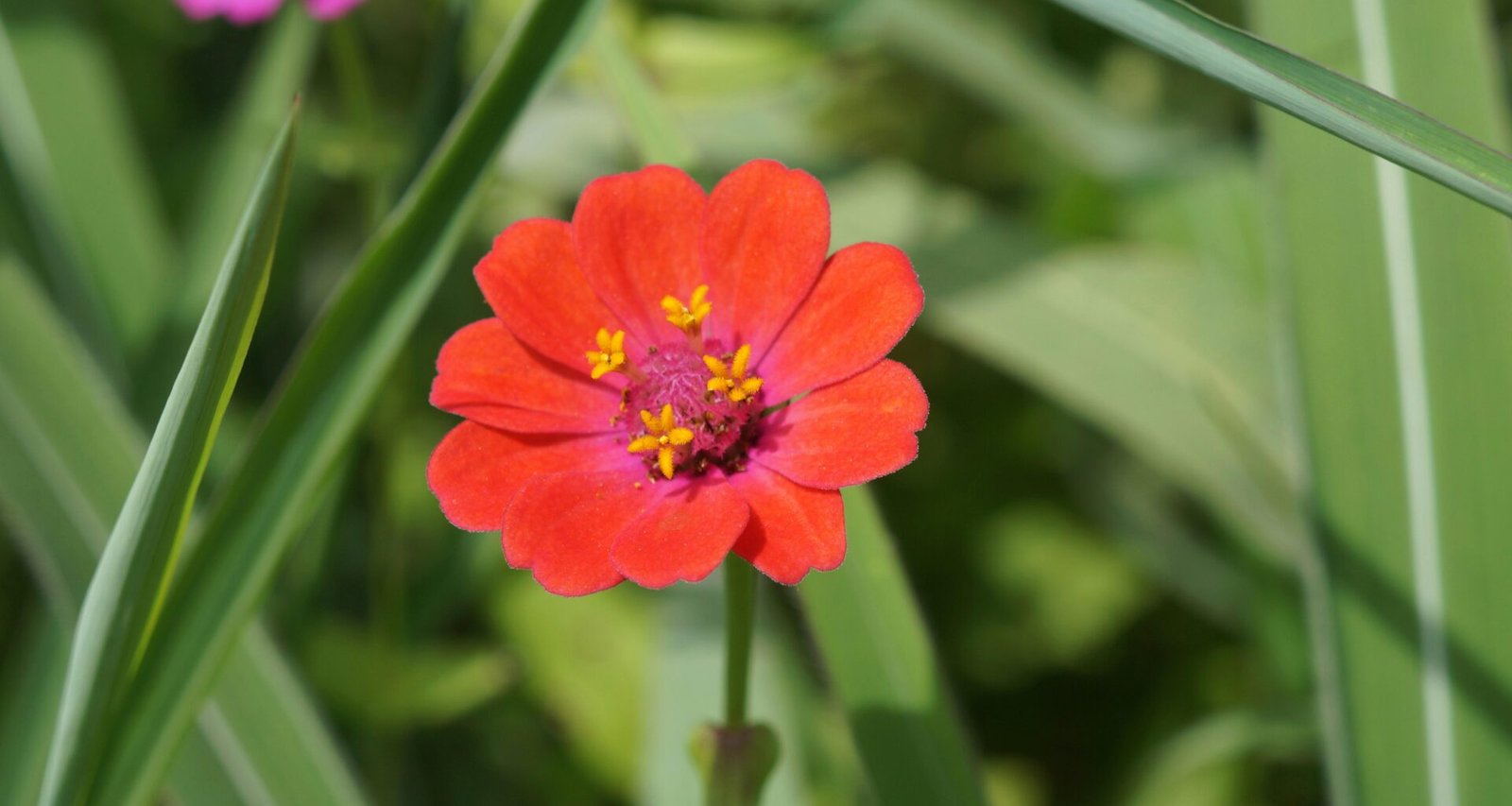 Rote Blume mit gelbem Zentrum, umgeben von grünem Gras auf Mallorca, aufgenommen von Gleive Marcio Rodrigues de Souza
