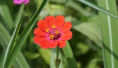 Rote Blume mit gelbem Zentrum, umgeben von grünem Gras auf Mallorca, aufgenommen von Gleive Marcio Rodrigues de Souza