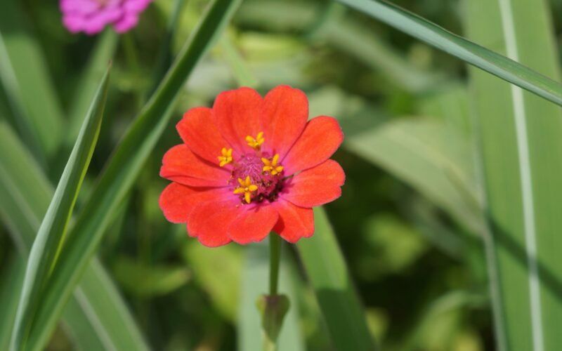 Rote Blume mit gelbem Zentrum, umgeben von grünem Gras auf Mallorca, aufgenommen von Gleive Marcio Rodrigues de Souza