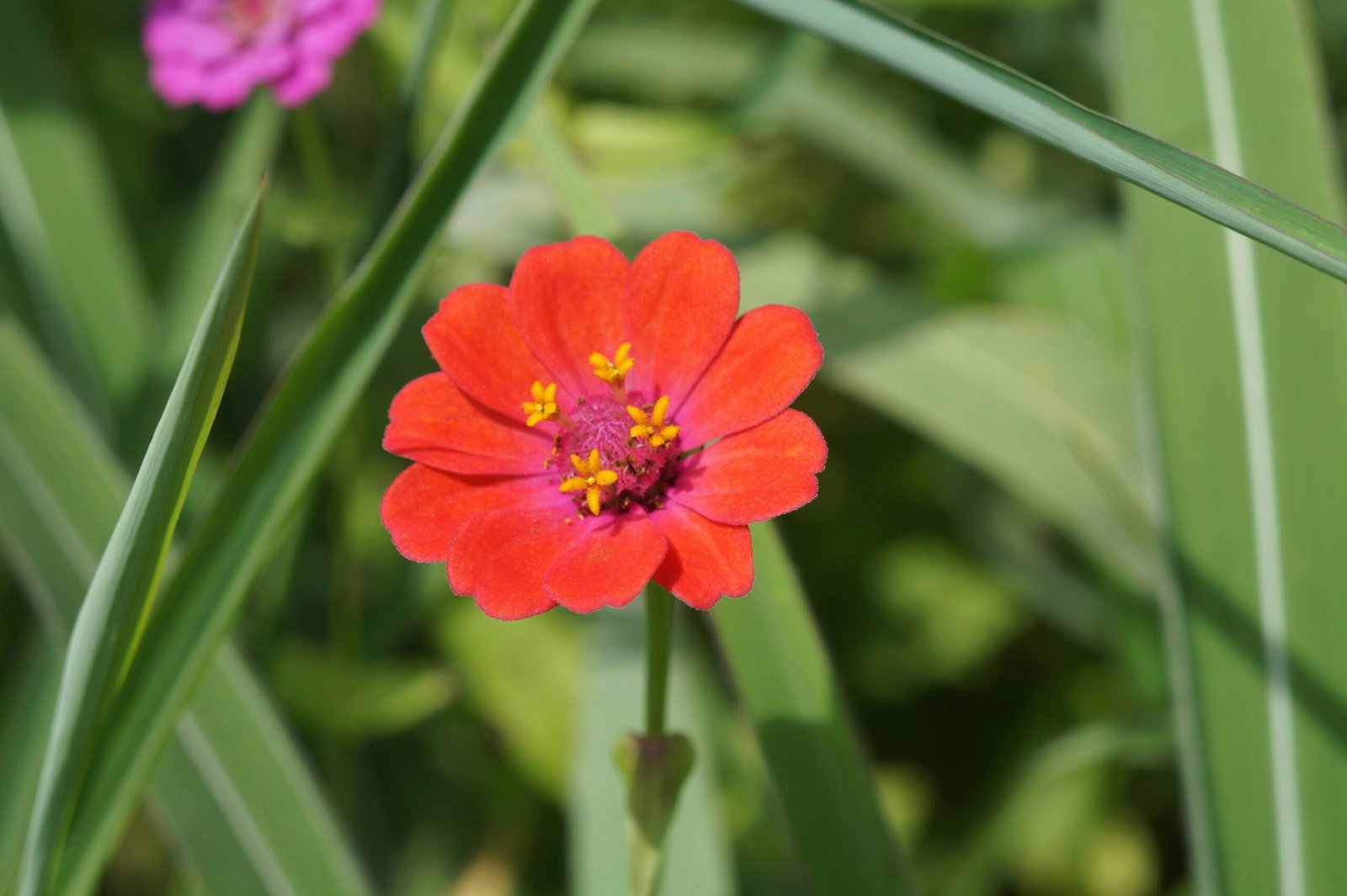 Rote Blume mit gelbem Zentrum, umgeben von grünem Gras auf Mallorca, aufgenommen von Gleive Marcio Rodrigues de Souza