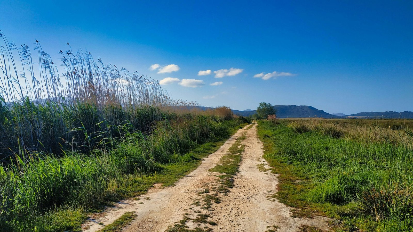 Dirt road in der Mitte eines grasbewachsenen Feldes auf Mallorca, aufgenommen von Pere Ferrer