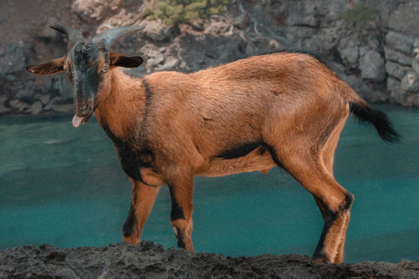 Eine Ziege steht an der Wasserkante auf Mallorca, aufgenommen von Victor Rosario, mit Blick auf das ruhige Wasser.