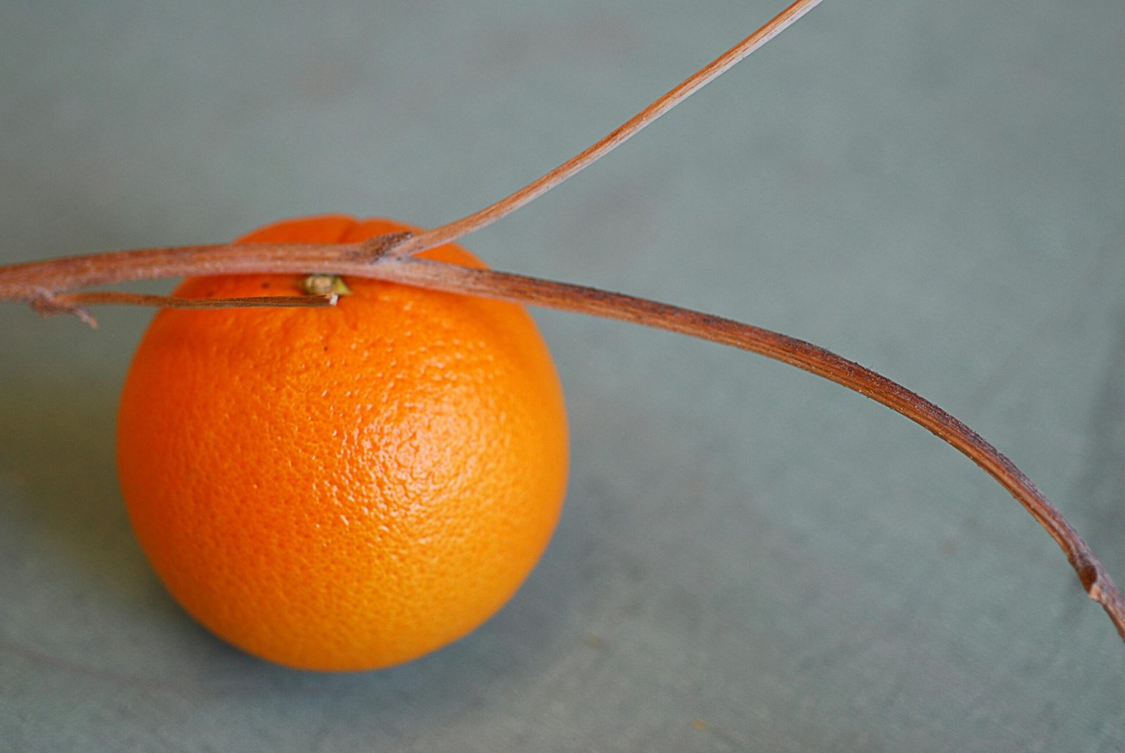 Nahaufnahme einer Orange mit shallow focus auf Mallorca, fotografiert von Samantha Beaty