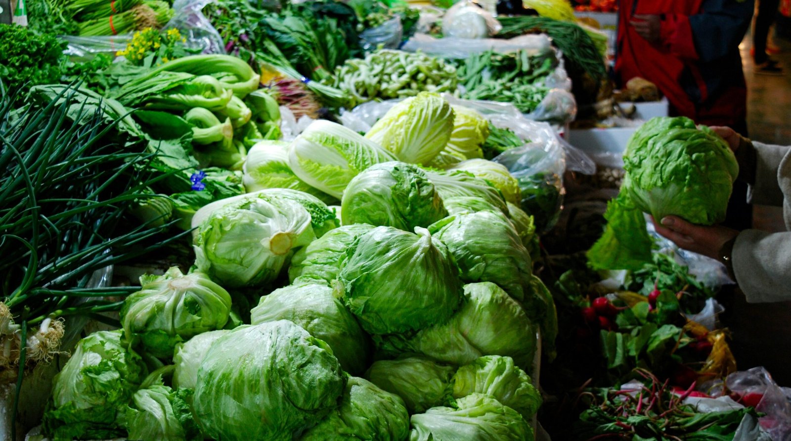 Frische Salate und grüne Blätter auf einem Markt auf Mallorca, fotografiert von Tahoe Groeger.
