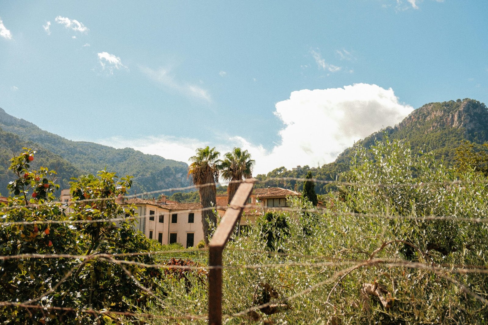 Gebäude eingebettet zwischen Bäumen mit Bergen im Hintergrund auf Mallorca, fotografiert von Alexis Presa