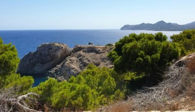 Grüne Bäume auf Mallorca vor einem braunen felsigen Berg bei Tageslicht, aufgenommen von Serhat Köylüce