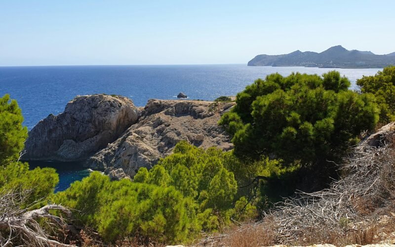 Grüne Bäume auf Mallorca vor einem braunen felsigen Berg bei Tageslicht, aufgenommen von Serhat Köylüce