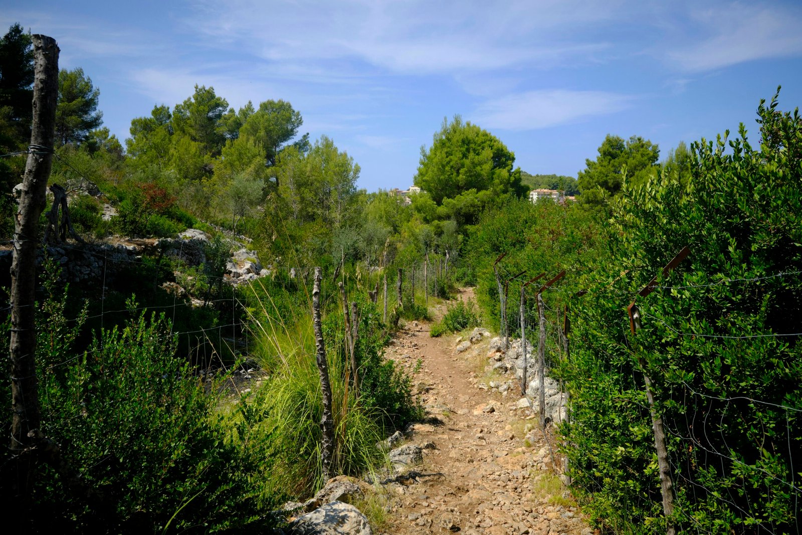 Grüne Bäume unter blauem Himmel während des Tages auf Mallorca, aufgenommen von Kevin Johnston