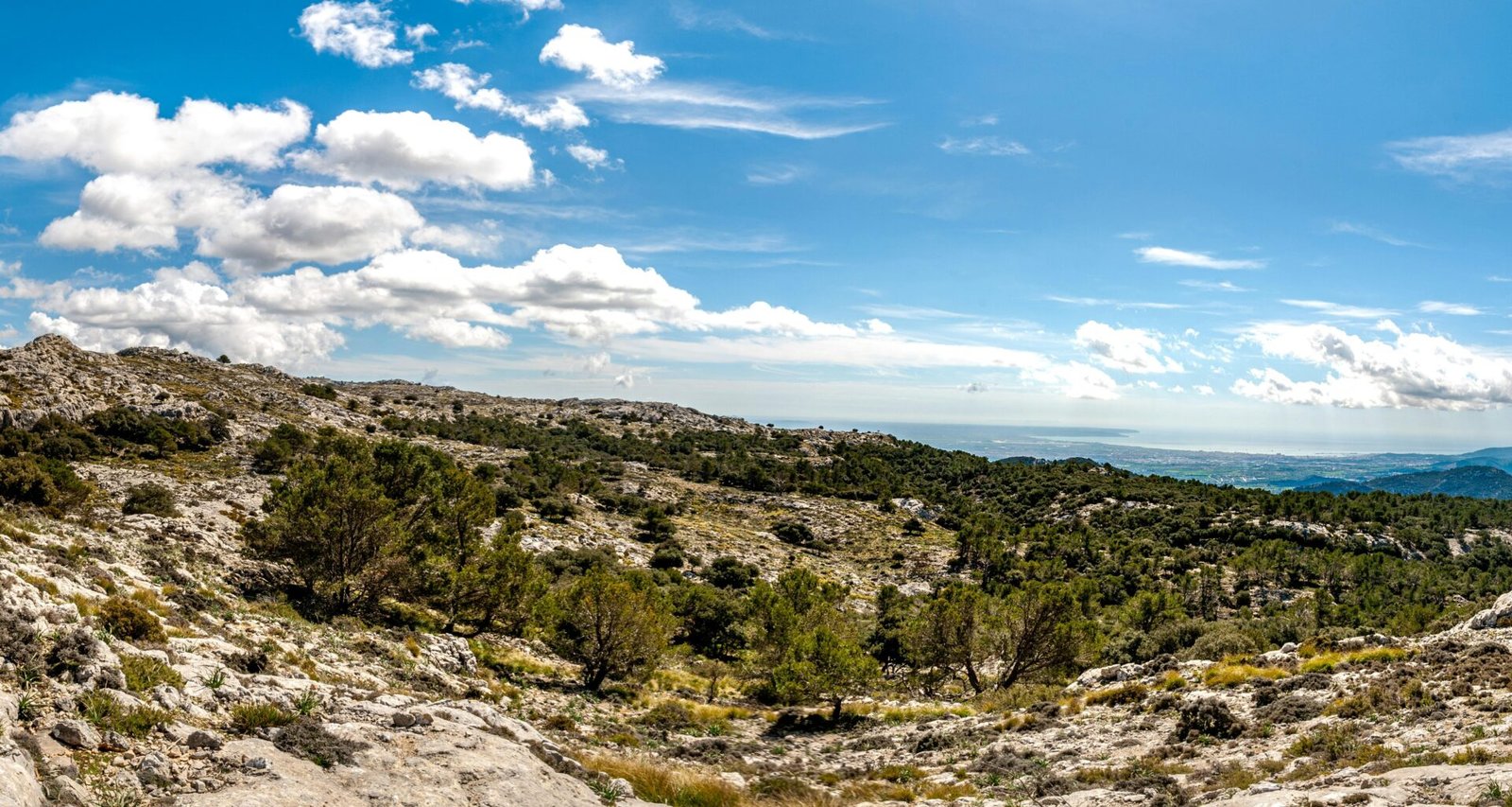 Grüne Bäume unter blauem Himmel während des Tages auf Mallorca, aufgenommen von David Vives.