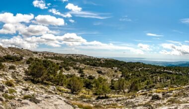 Grüne Bäume unter blauem Himmel während des Tages auf Mallorca, aufgenommen von David Vives.
