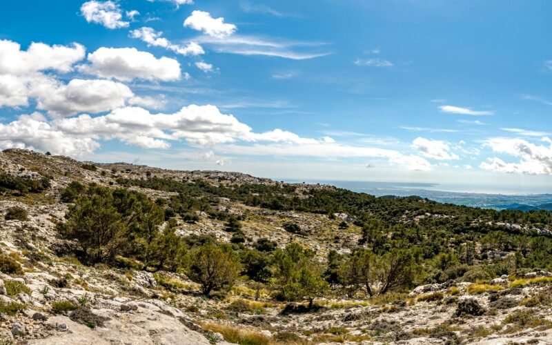 Grüne Bäume unter blauem Himmel während des Tages auf Mallorca, aufgenommen von David Vives.