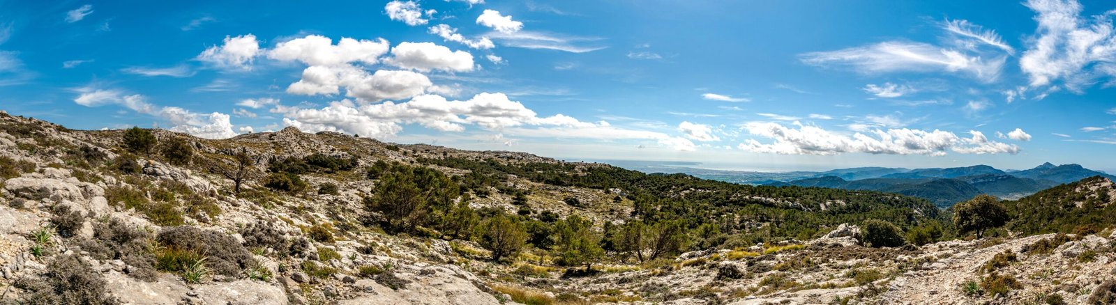 Grüne Bäume unter blauem Himmel während des Tages auf Mallorca, aufgenommen von David Vives