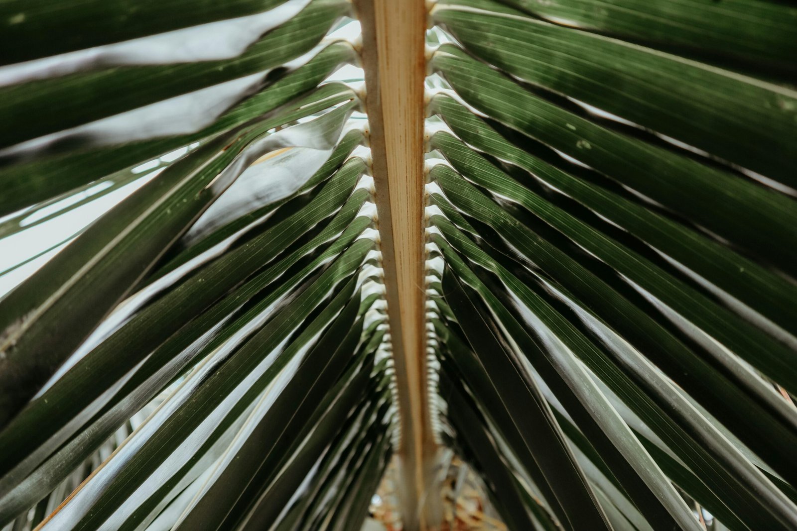 Grüne Palme während des Tages auf Mallorca, aufgenommen von Andrew Rivera, zeigt die üppige Vegetation der Insel.