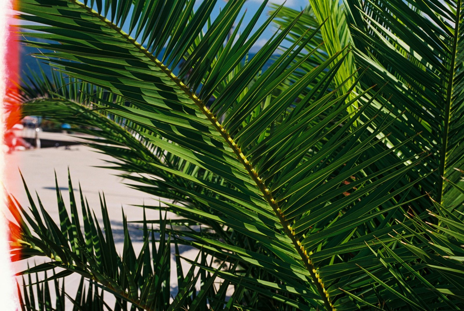Grüne Palme unter blauem Himmel während des Tages auf Mallorca, aufgenommen von Milos Pavlovic