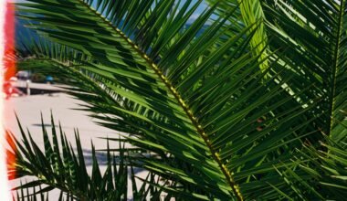 Grüne Palme unter blauem Himmel während des Tages auf Mallorca, aufgenommen von Milos Pavlovic