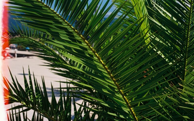 Grüne Palme unter blauem Himmel während des Tages auf Mallorca, aufgenommen von Milos Pavlovic