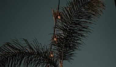 Grüne Palmen vor blauem Himmel während des Tages auf Mallorca, aufgenommen von Yazmin Duarte.