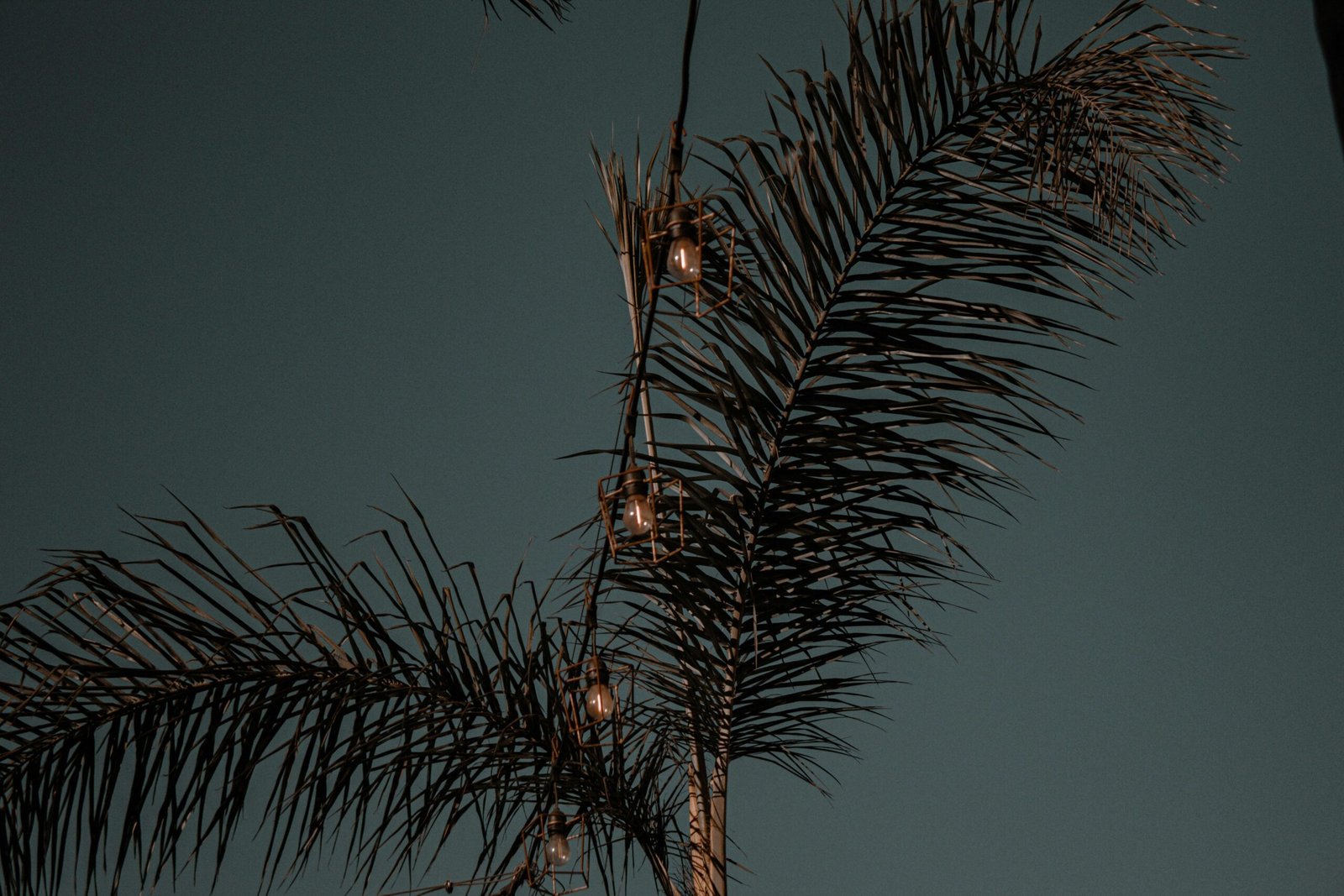 Grüne Palmen vor blauem Himmel während des Tages auf Mallorca, aufgenommen von Yazmin Duarte.