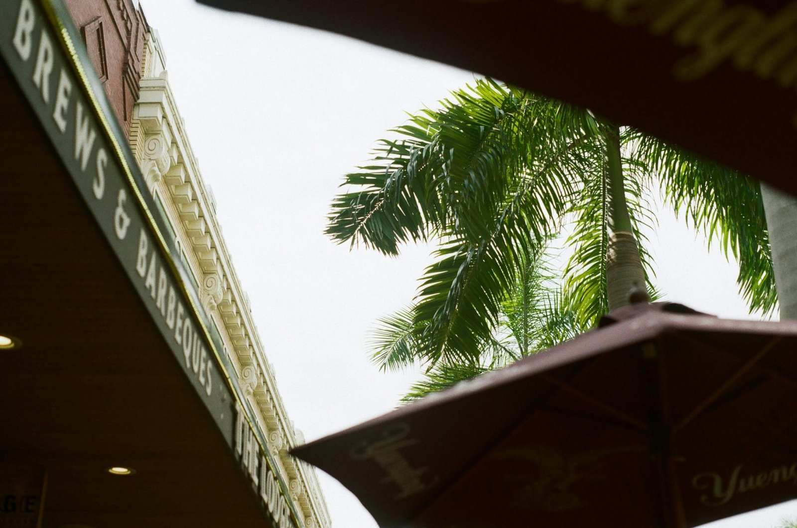 Grüne Palme unter weißem Himmel während des Tages auf Mallorca, aufgenommen von Stone Hood