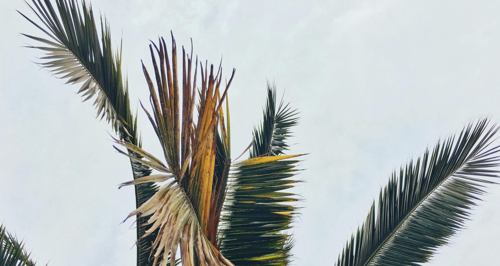 Ein grüner Baum vor blauem Himmel auf Mallorca, aufgenommen von Cassie Matias