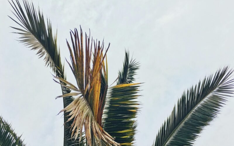 Ein grüner Baum vor blauem Himmel auf Mallorca, aufgenommen von Cassie Matias
