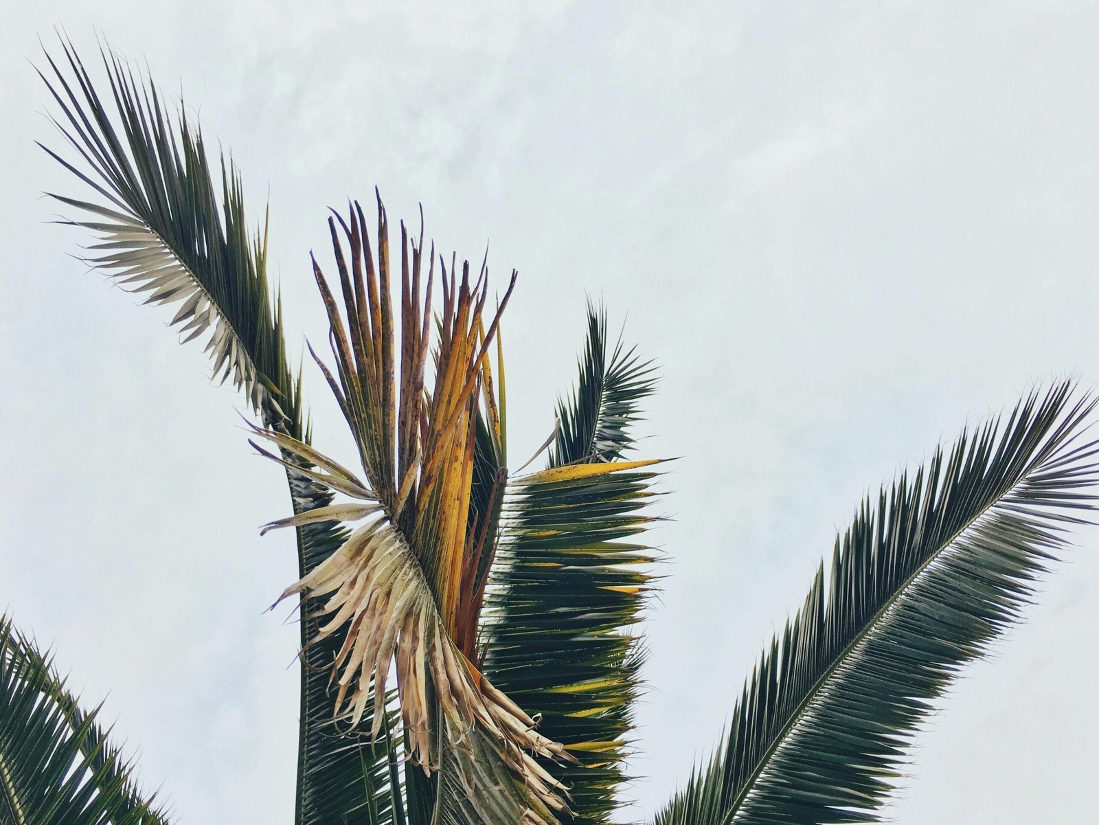 Ein grüner Baum vor blauem Himmel auf Mallorca, aufgenommen von Cassie Matias