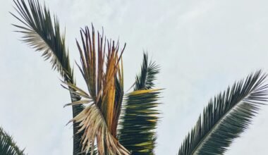 Ein grüner Baum steht im Mittelpunkt, aufgenommen auf Mallorca von Cassie Matias.