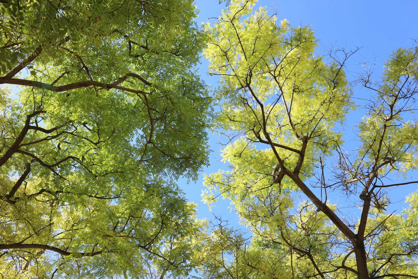 Grüner Baum unter blauem Himmel während des Tages auf Mallorca, fotografiert von Tuyen Nguyen