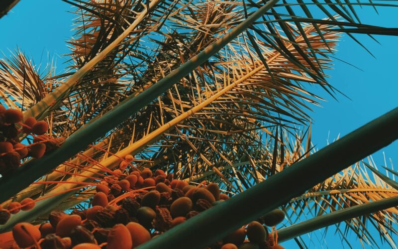 Grüner Metallrahmen steht neben einer Kokospalme bei Tageslicht auf Mallorca, fotografiert von زياد.