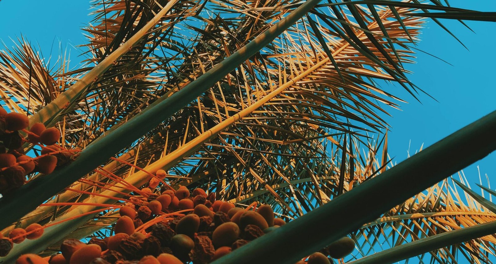 Grüner Metallrahmen neben einer Kokospalme bei Tageslicht auf Mallorca, fotografiert von زياد.