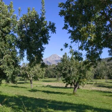 Grüner Obstgarten auf Mallorca mit entfernten Bergen unter blauem Himmel, aufgenommen von Víctor Manuel Lázaro Cortés