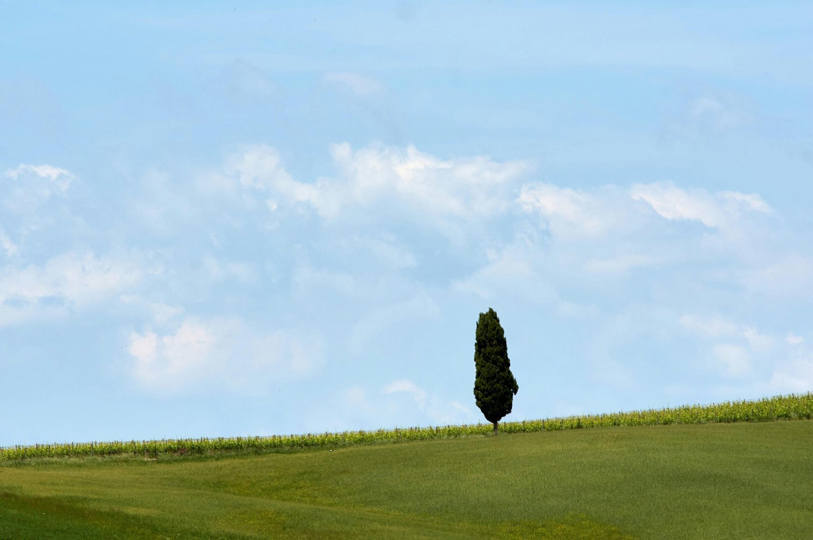 Grünes Grasfeld unter weißen Wolken bei Tageslicht auf Mallorca, fotografiert von Wolfgang Hasselmann.