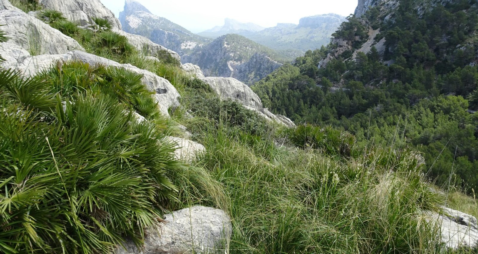 Grünes Gras in den Bergen auf Mallorca bei Tageslicht, aufgenommen von Reinhard Schulze