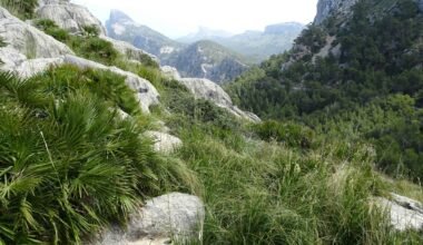 Grünes Gras in den Bergen auf Mallorca bei Tageslicht, aufgenommen von Reinhard Schulze