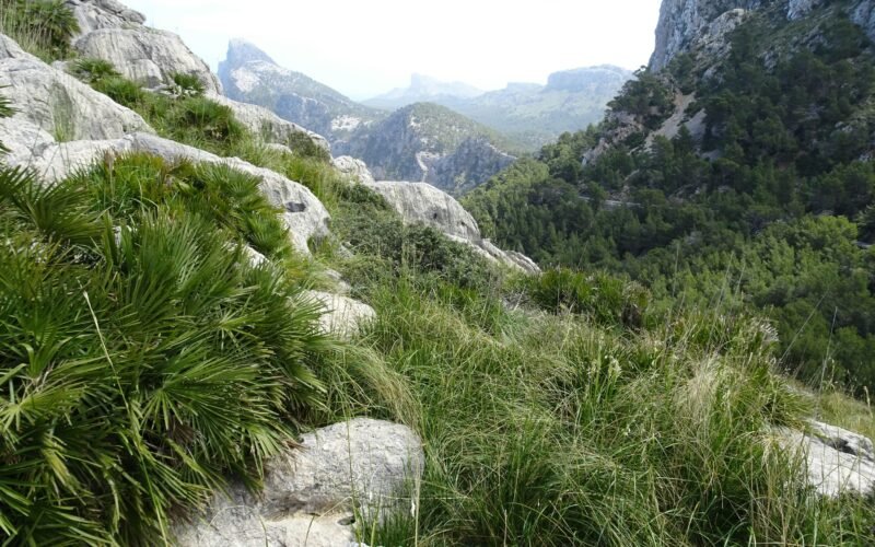 Grünes Gras in den Bergen auf Mallorca bei Tageslicht, aufgenommen von Reinhard Schulze