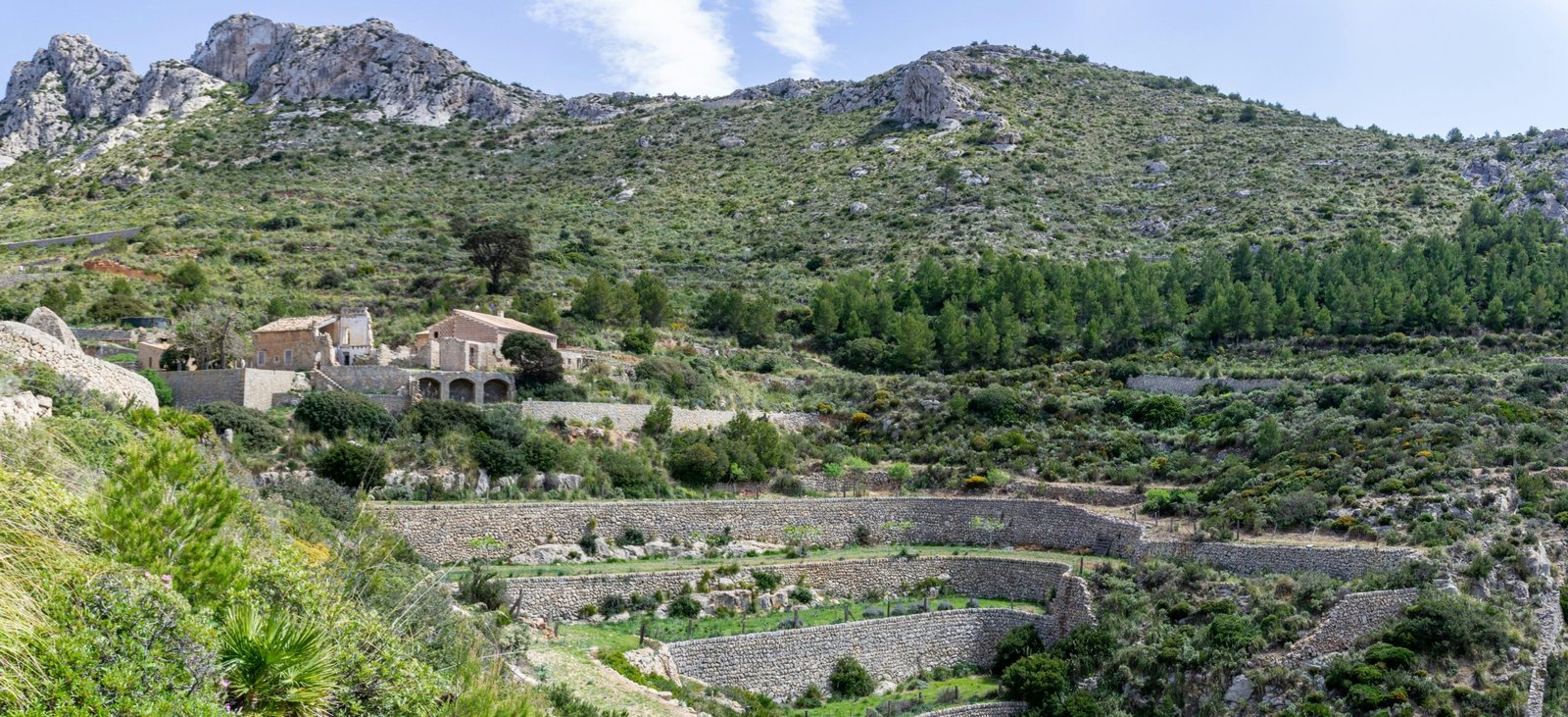 Grünes Grasfeld nahe den Bergen auf Mallorca unter einem blauen Himmel bei Tageslicht, fotografiert von David Vives.